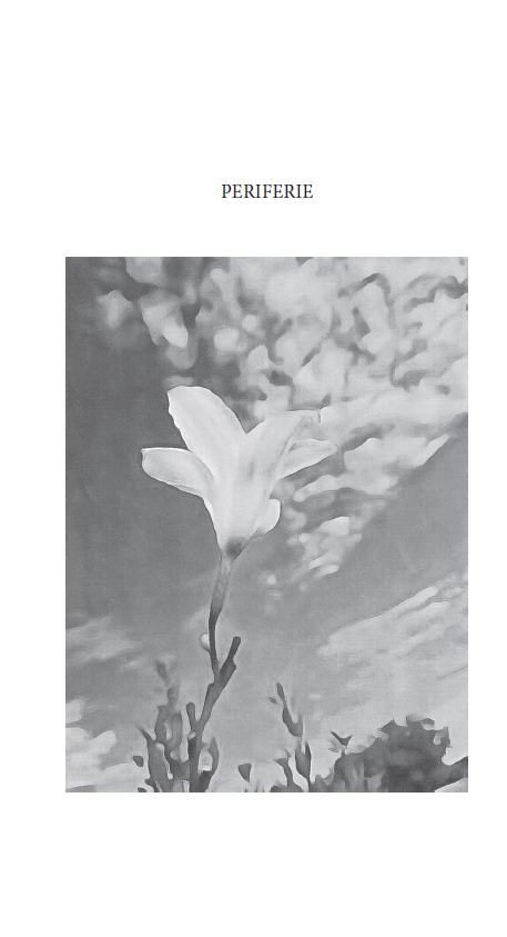 GRAMIGNA DELL'EDEN - immagine 8